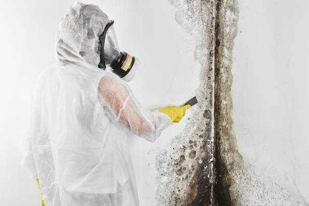 Home Mold Removal in Juno Beach, FL