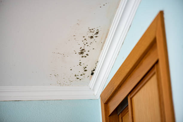 Best Attic Mold Removal  in Juno Beach, FL