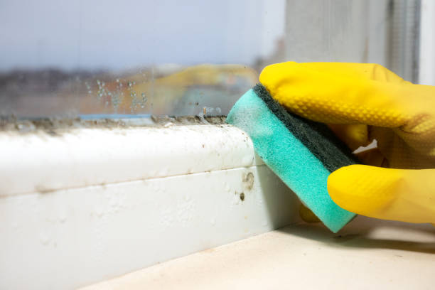 Best Mold Remediation  in Juno Beach, FL