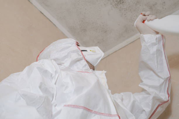 Professional Mold Removal in Juno Beach, FL