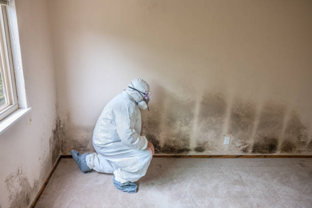 Certified Mold Removal in Juno Beach, FL