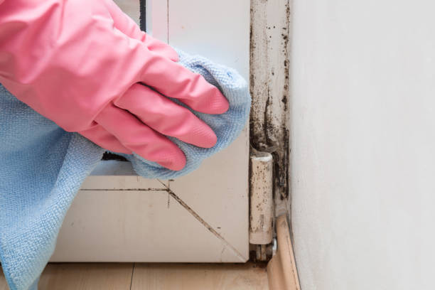 Crawl Space Mold Removal in Juno Beach, FL