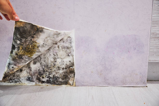 Best Emergency Mold Removal  in Juno Beach, FL